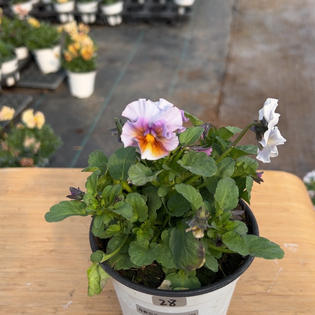 红陶抖音直播间闪拍28