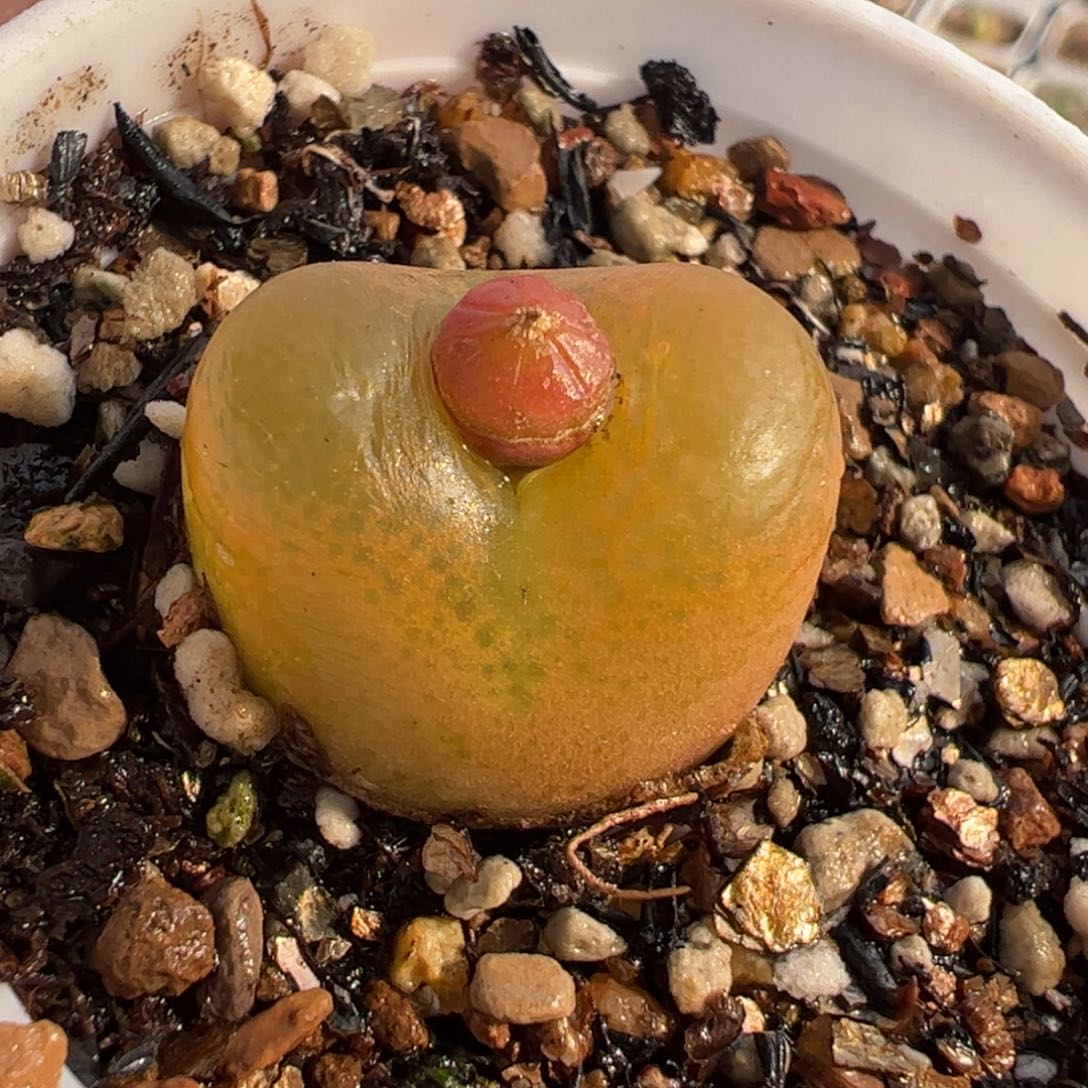 536多肉植物组合