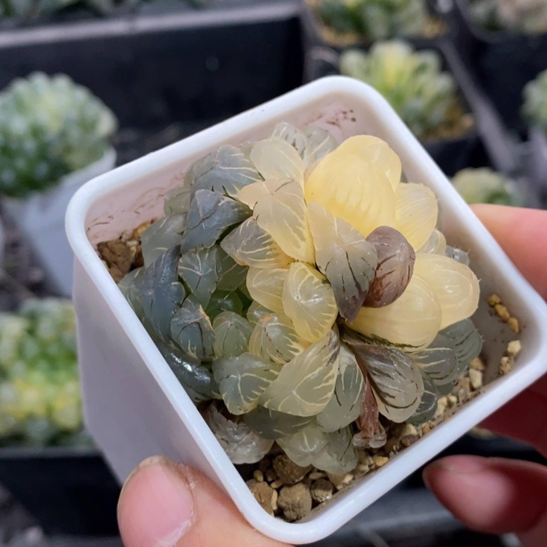 一颗双头湖水玉露锦 元旦福利