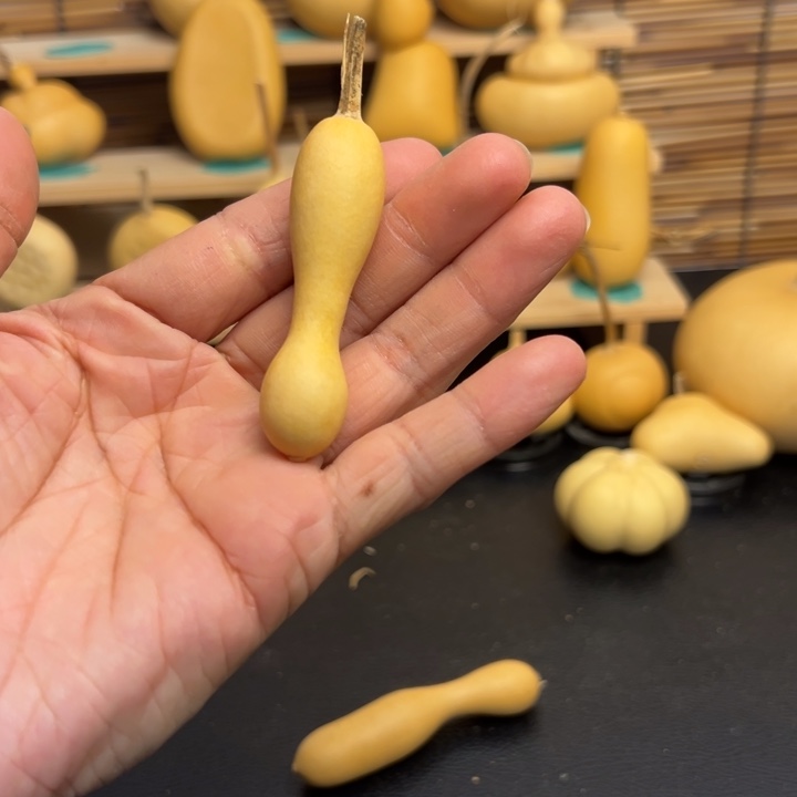 胖*姐葫芦葫芦葫芦葫芦葫芦