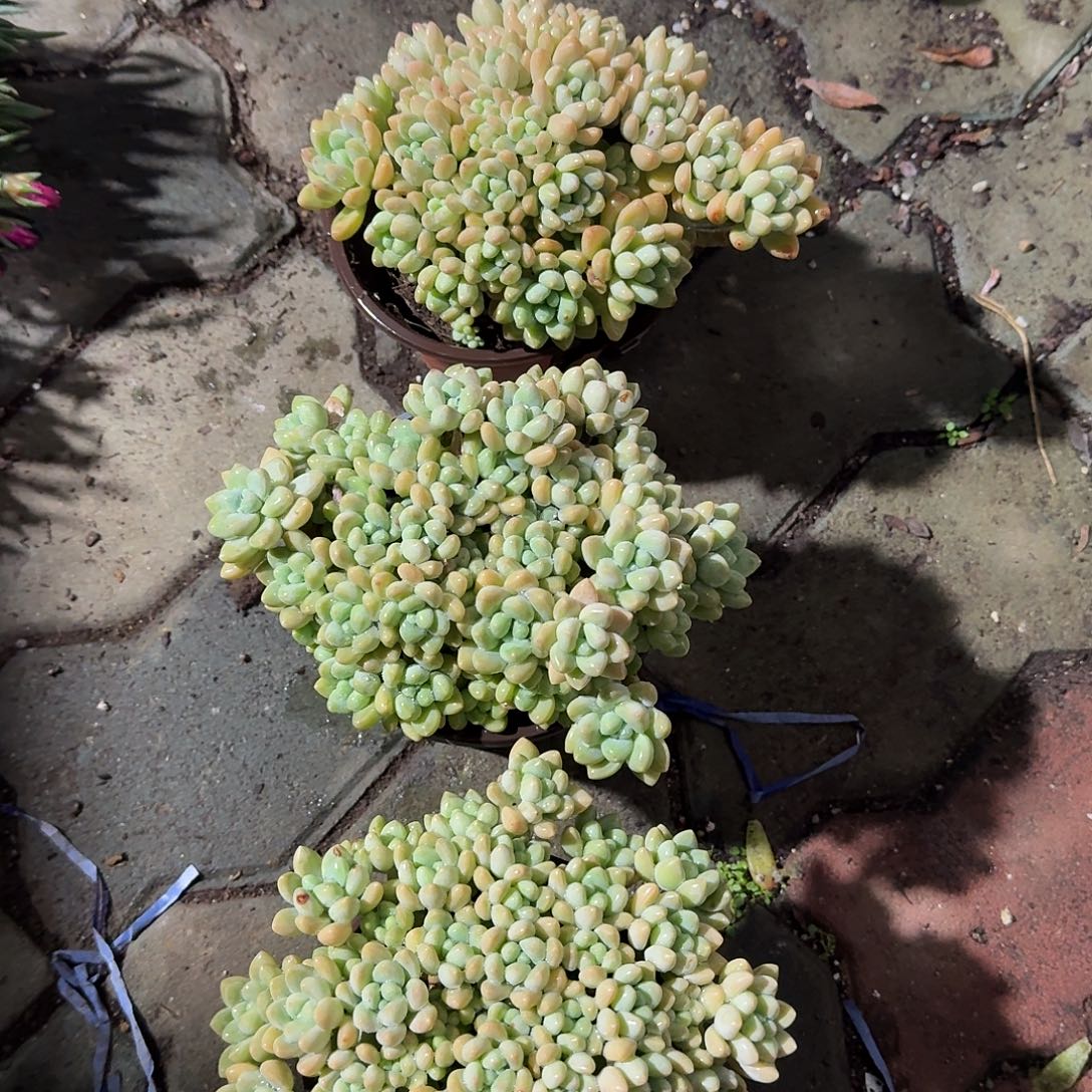 奶酪蛋糕多肉植物