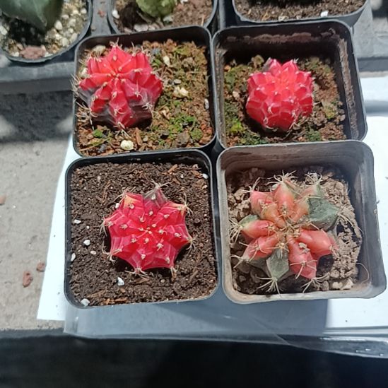 花花世界迷人眼球球好养