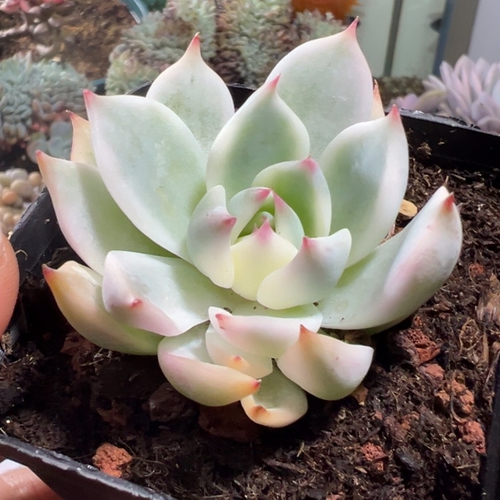 吉娃娃锦多肉植物552