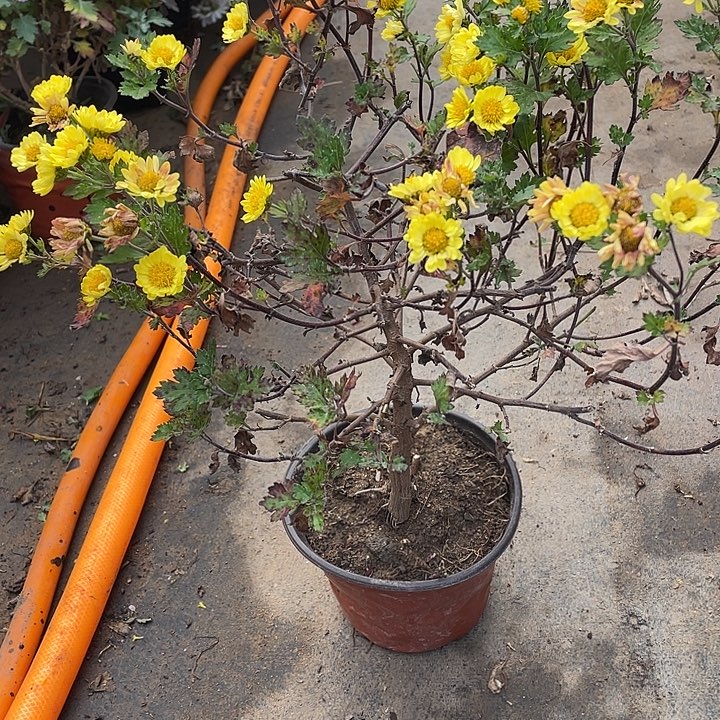 我***哈38菊花菊花菊花计划经济