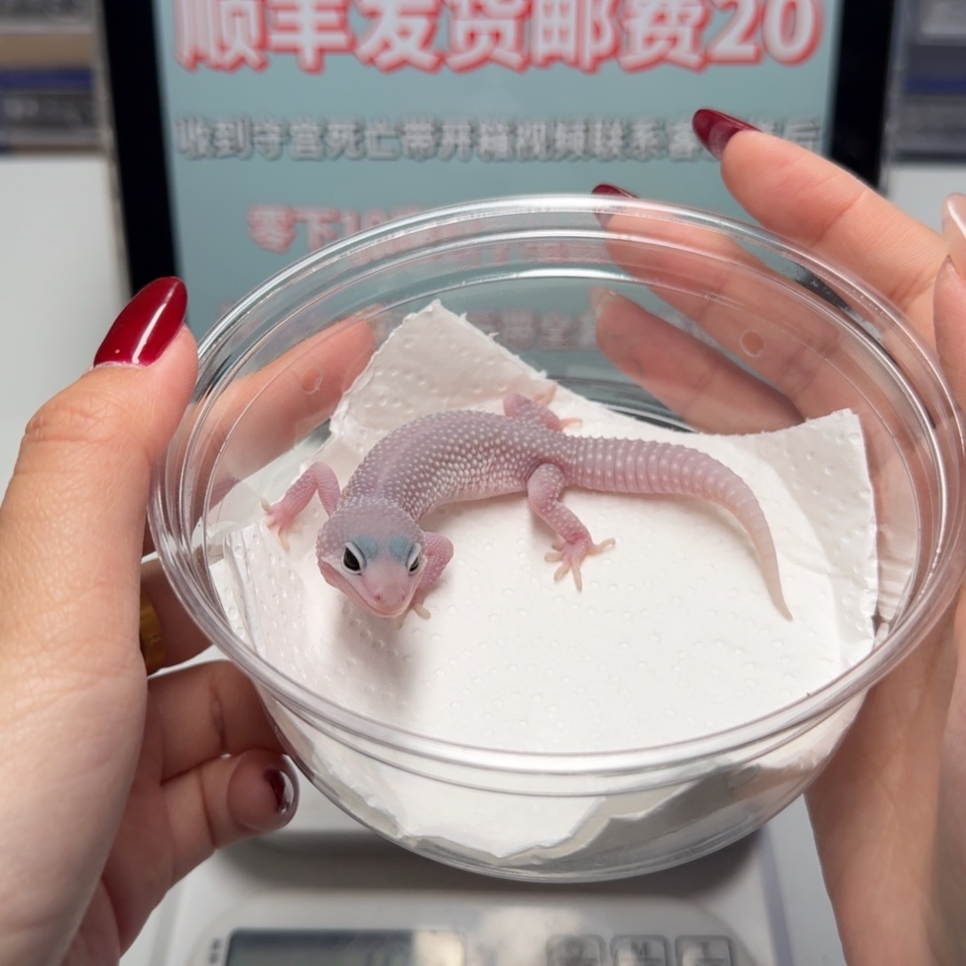 豹纹守宫午夜暴风雪妹妹