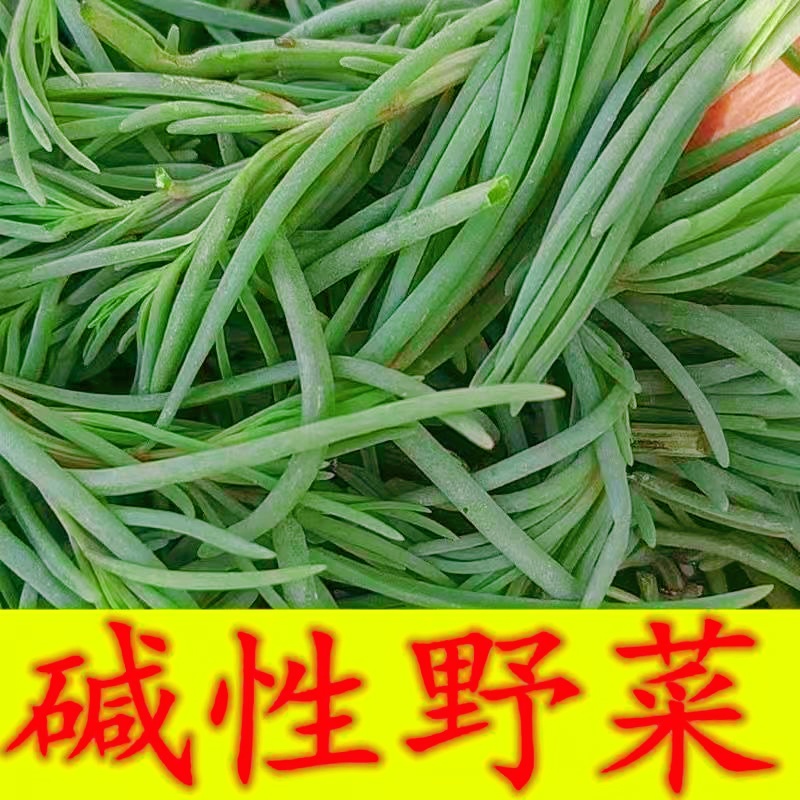 山东盐碱地现采黄须菜 新鲜野菜 现挖现发 口感鲜嫩 营养丰富 