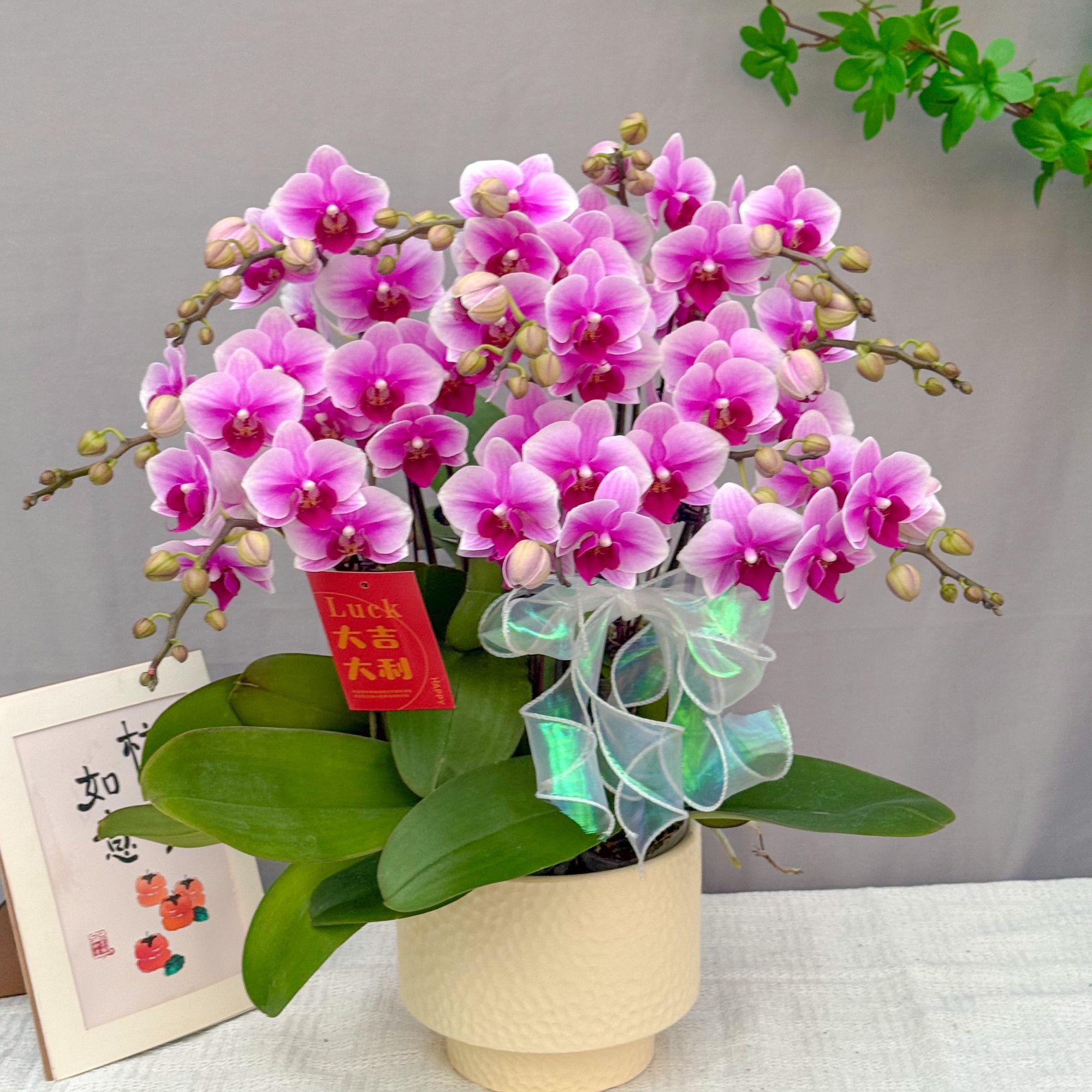 万顷蝴蝶兰<粉公主>爆款 大花型  好养花期长 年宵花 室内欣赏