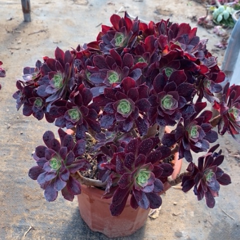 丽娜多肉植物028