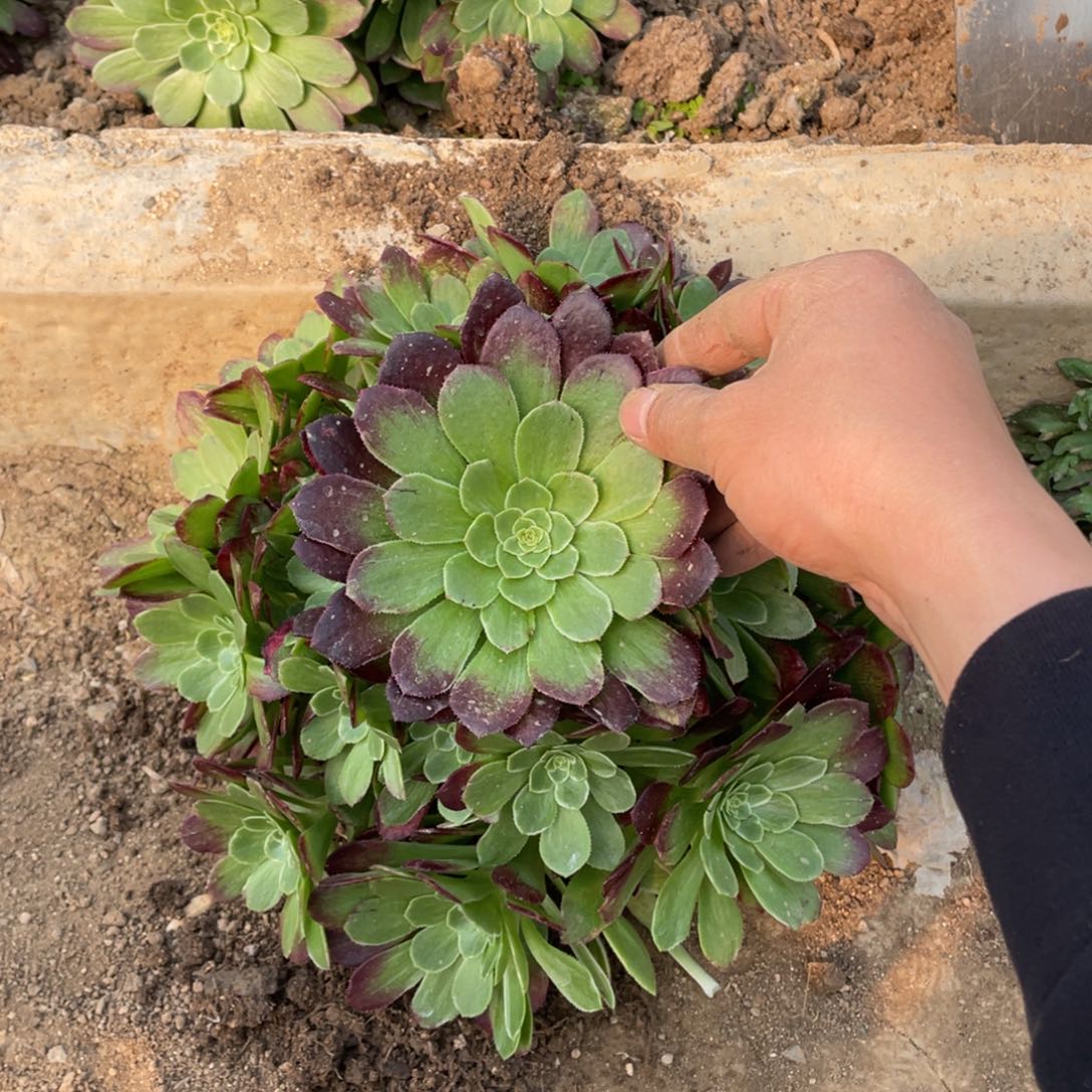 莲花座多肉法师断枝不包