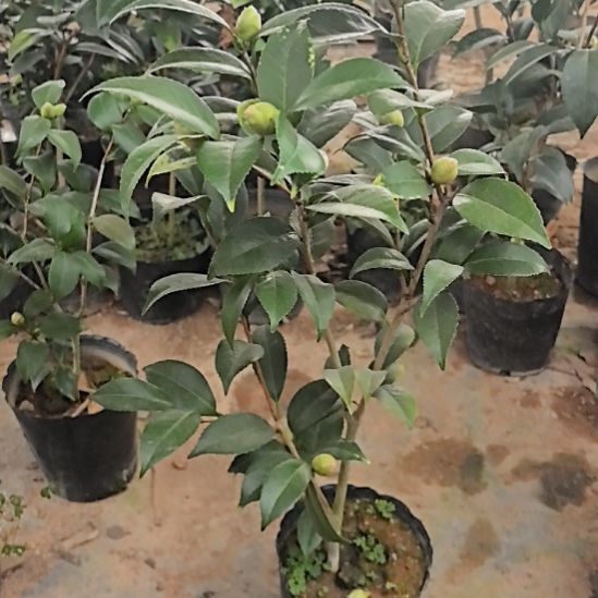 完全开放彩叶白底干贝利