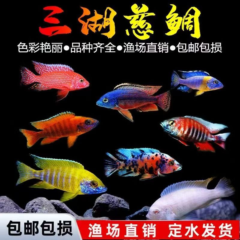 三湖慈鲷鱼（自定义补差价链接）