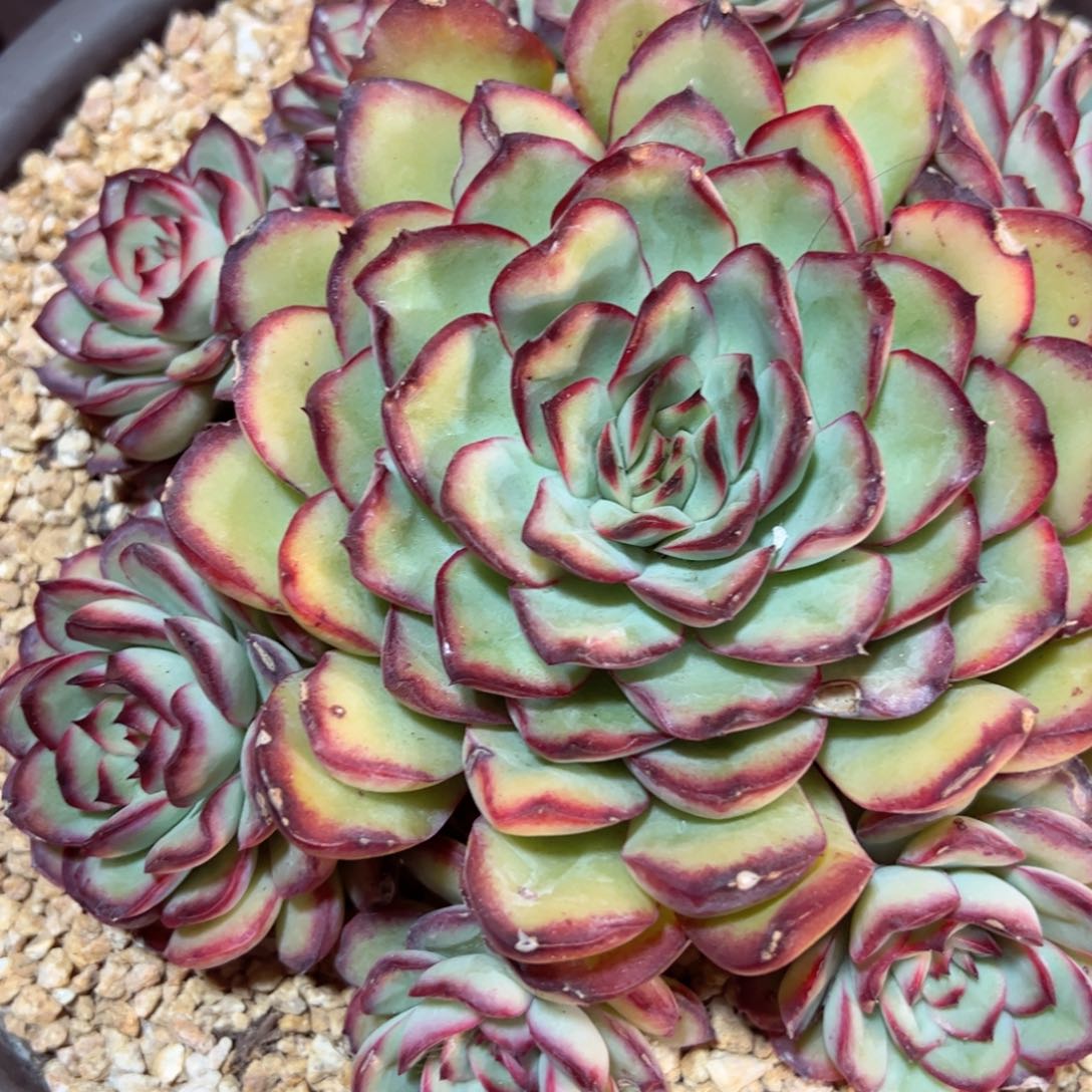 幸运的是我的朋友们一起
