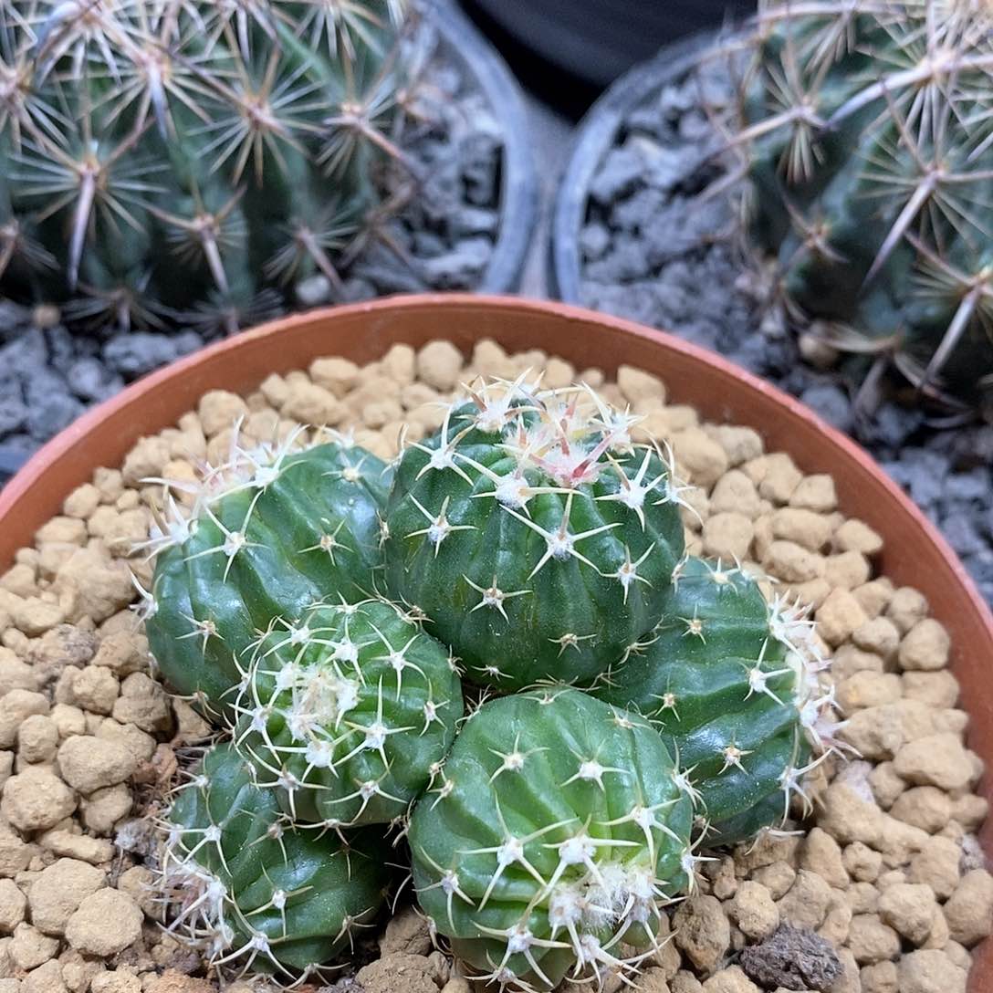 实生凌波群仙人球