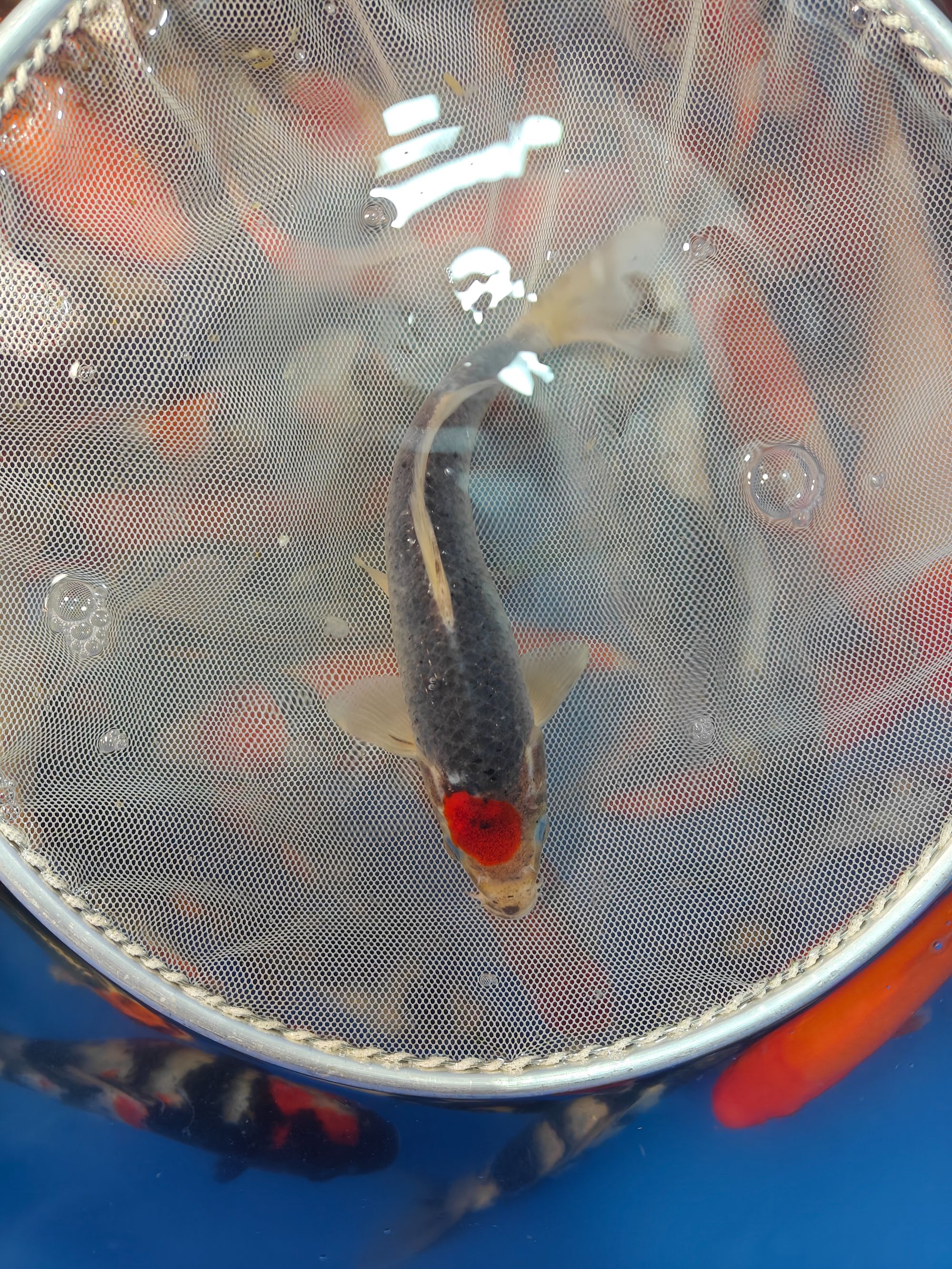 好养耐活的锦鲤冷水观赏鱼