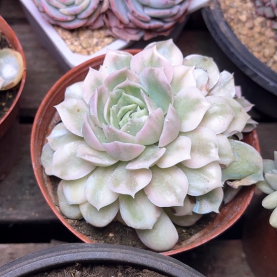 慧多肉植物的植物