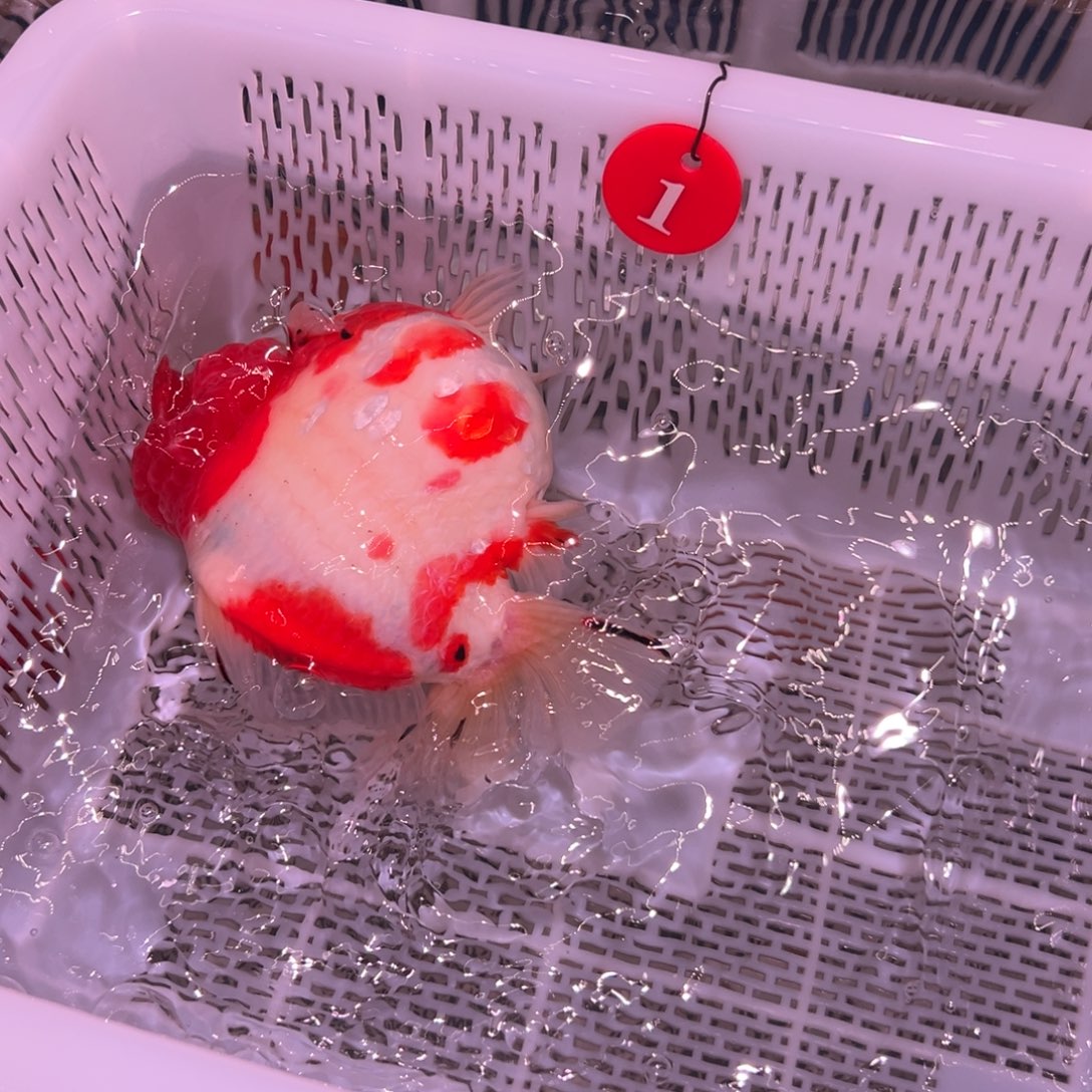 小***‍金鱼你好吗我好想你