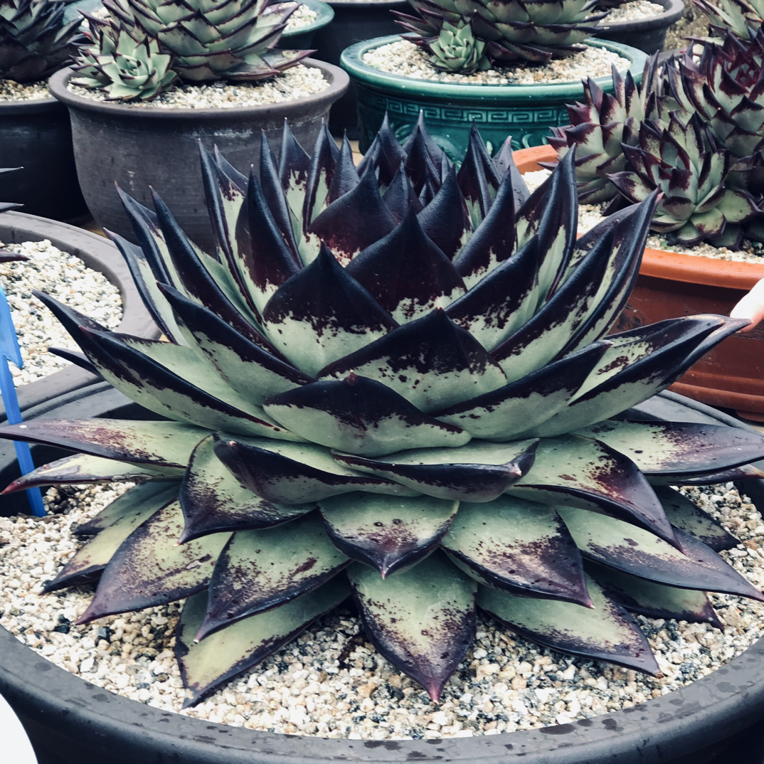 Shanren山人天罡乌木多肉