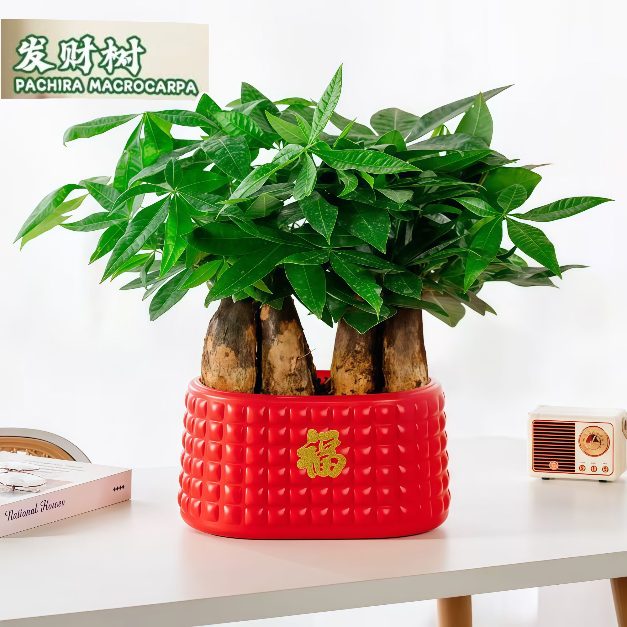 W【六杆发财树】招财纳福发财树盆栽室内客厅招财盆景耐旱好养植物