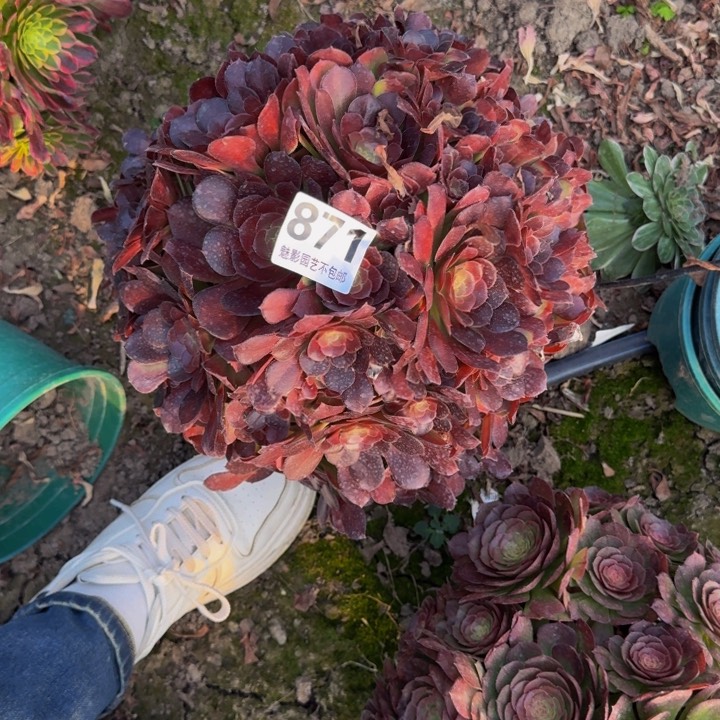 荷兰玫瑰27-38包邮花花