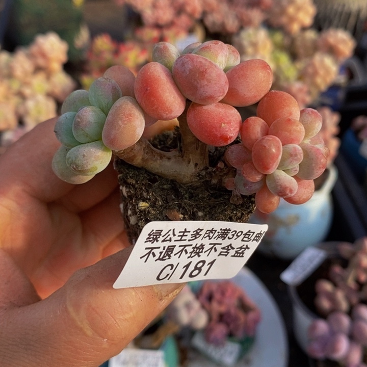 小团子6cm181多肉