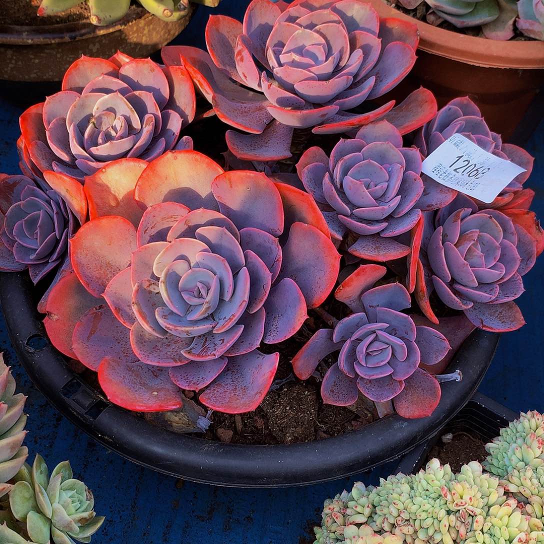 陈***姐尘埃玫瑰12068多肉多肉