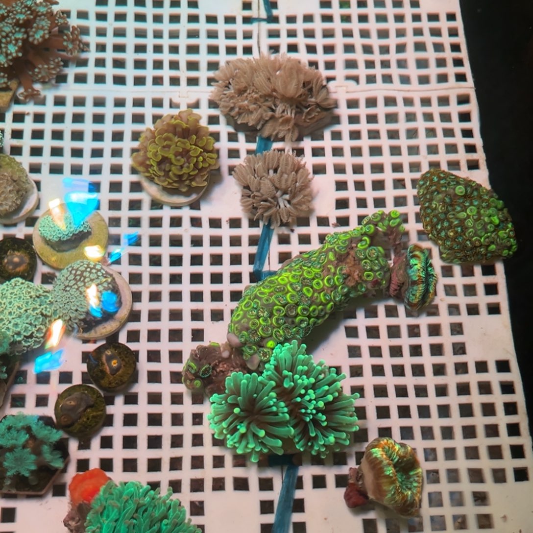 一***呦奶嘴海葵千手11111