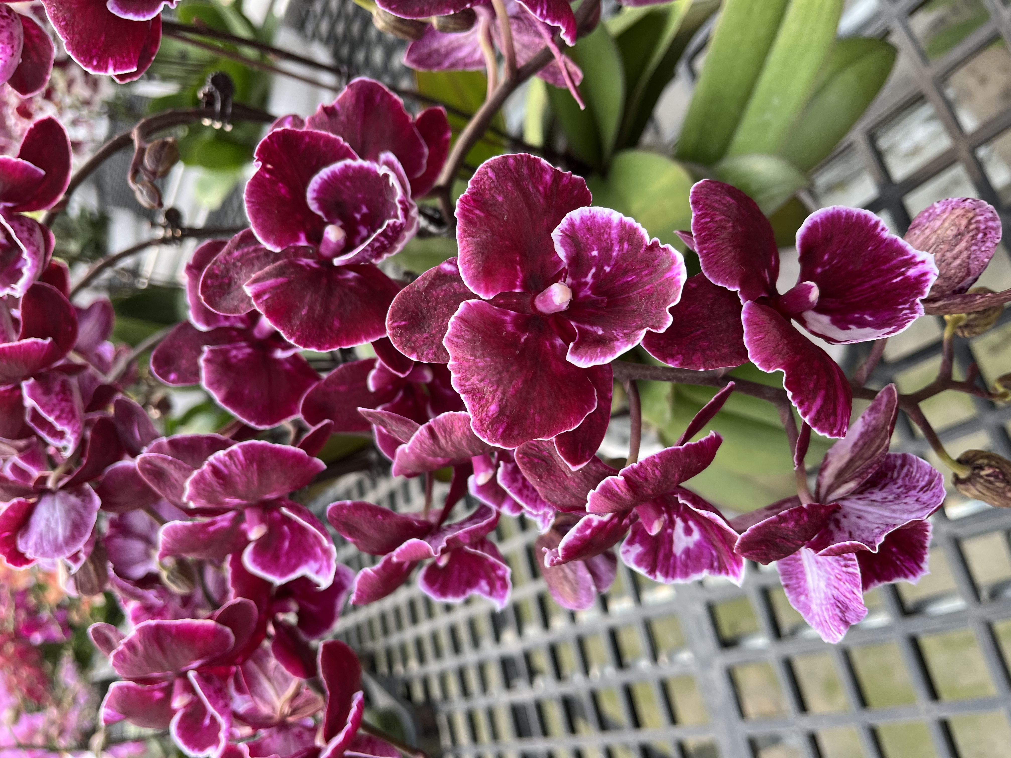 【小黑花】紫色经典蝴蝶兰花卉盆景易养耐开摆件办公室前台源头基地