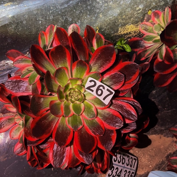 267云荷多头植物