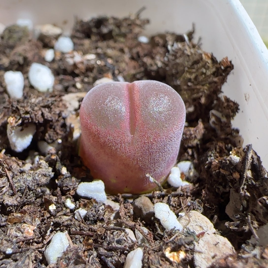 肉锥多肉植物组合-10km风铃300