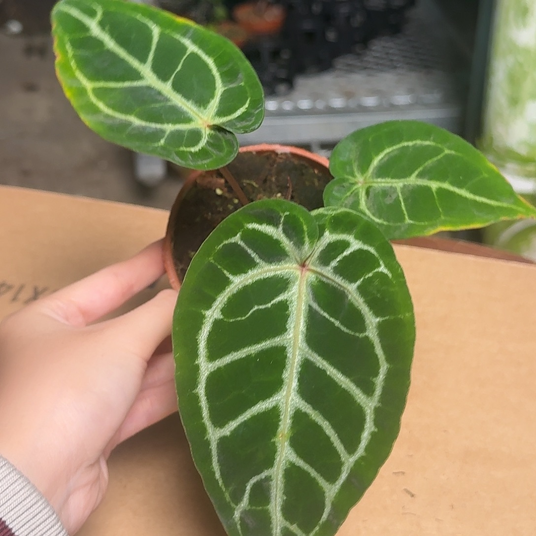 完全开放D73花烛抽奖福利