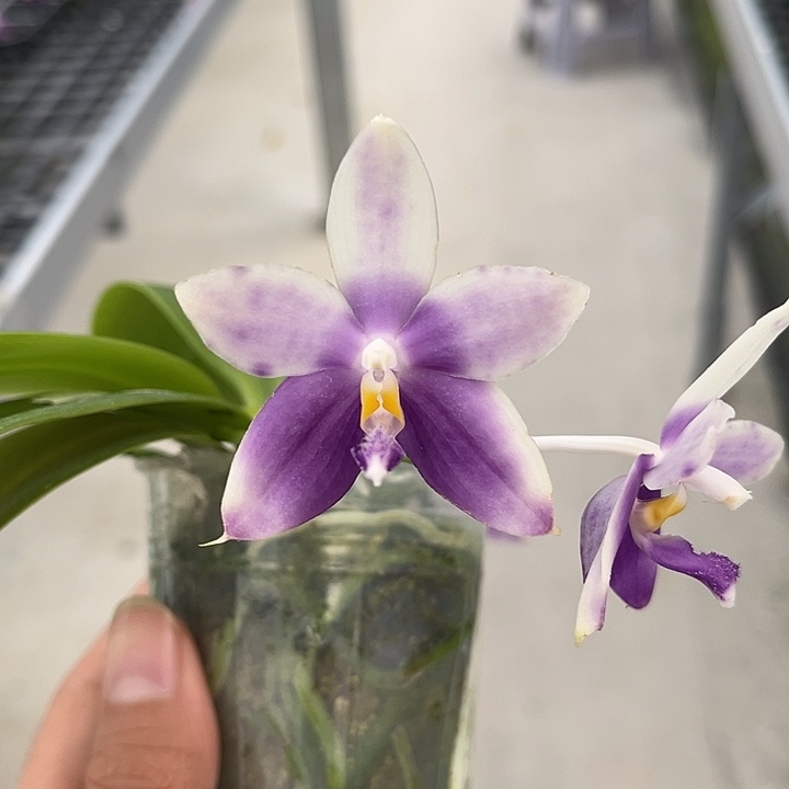 完全开放2.5寸杯BKH2248