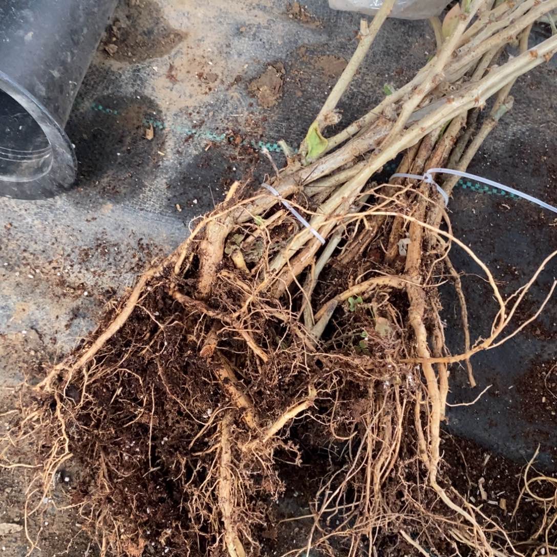 无花朵福利款叶仙