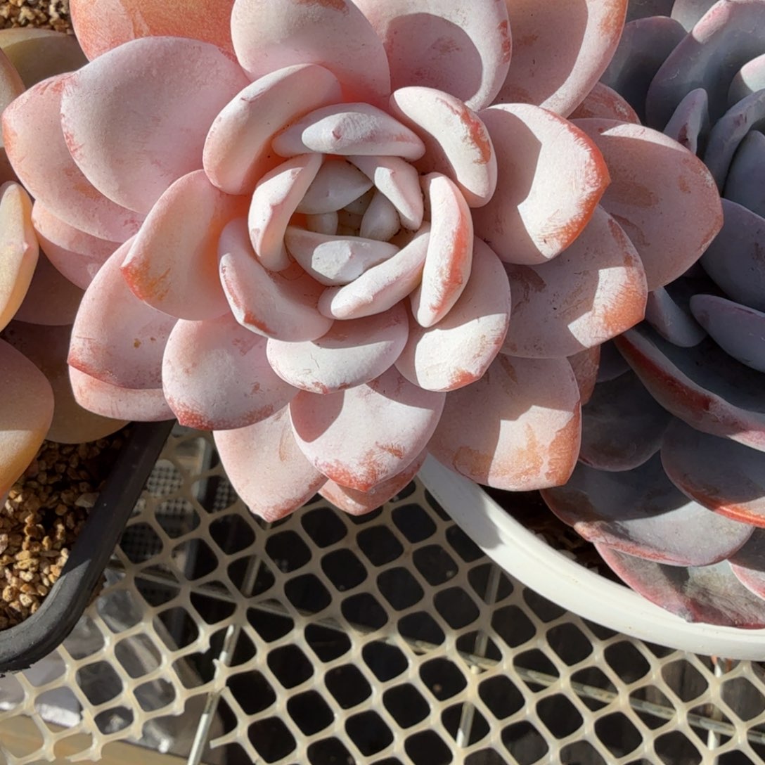 风***1无花朵肉肉肉肉肉肉肉肉肉