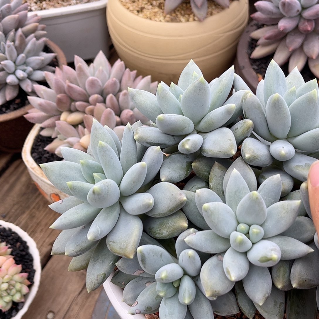 岁***好岁月静好姐姐drzw 