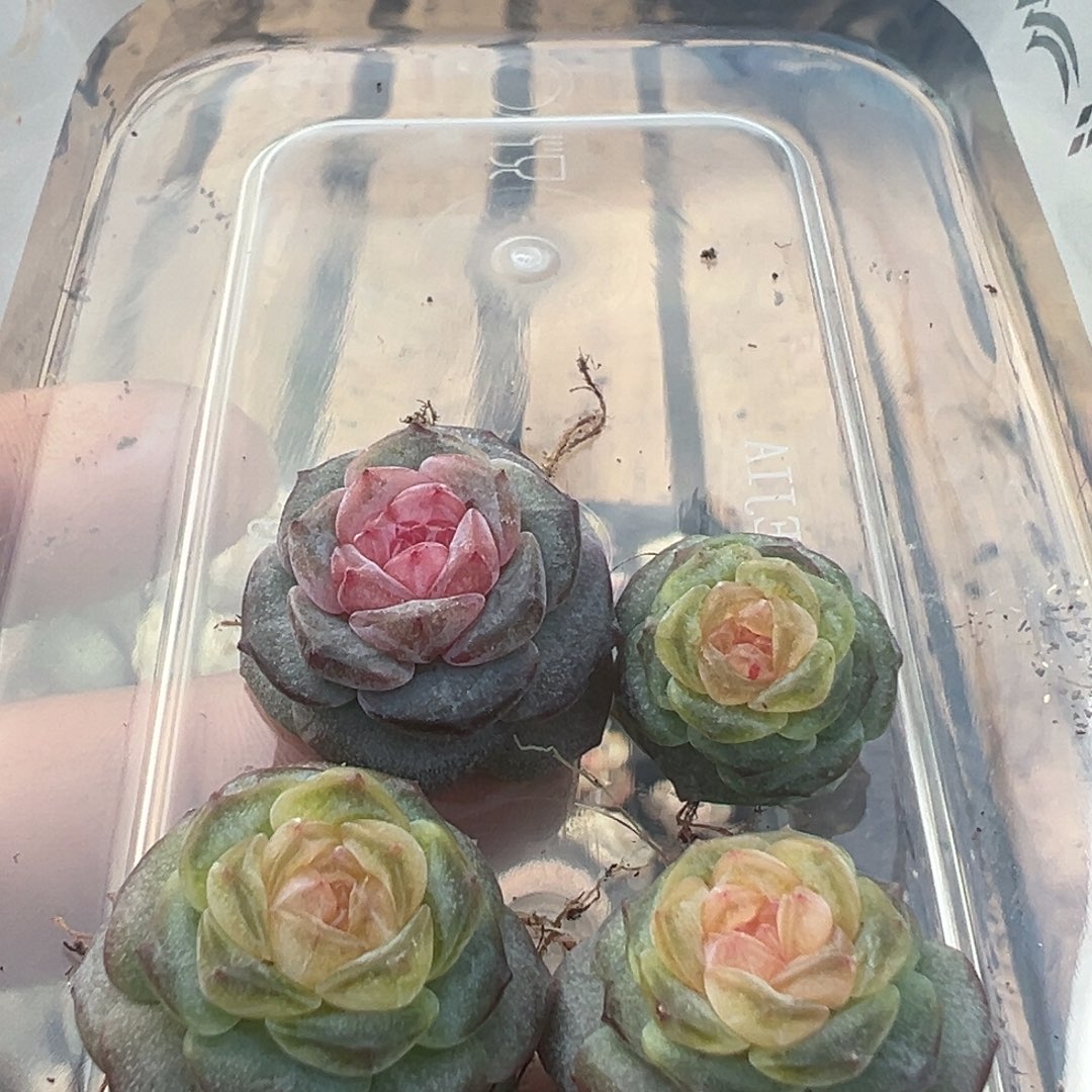03糖心多肉一物一拍