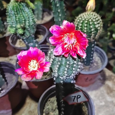 虎***威丽花秀普嫁接79bif