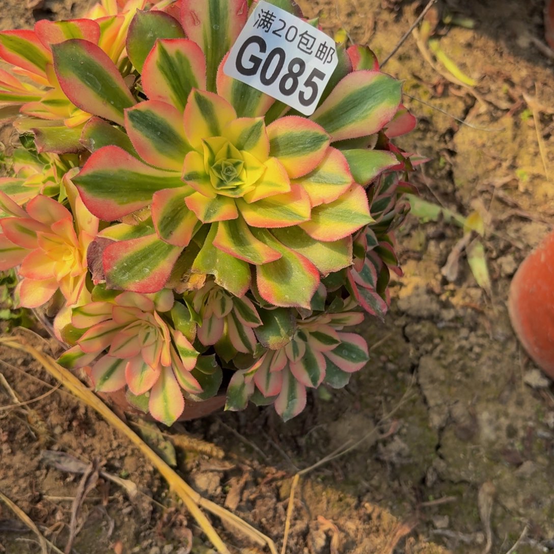 85多肉植物捧花的时候