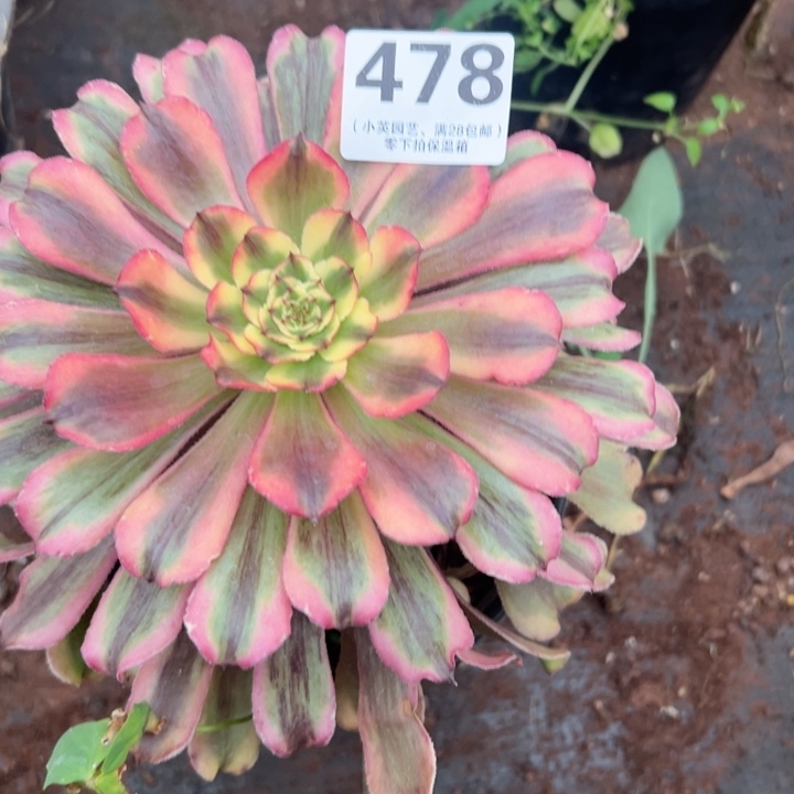 478多肉植物胭脂