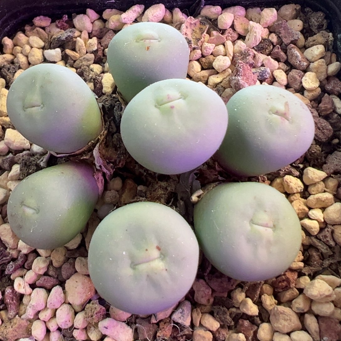 安格尼斯V嘴 肉锥植物