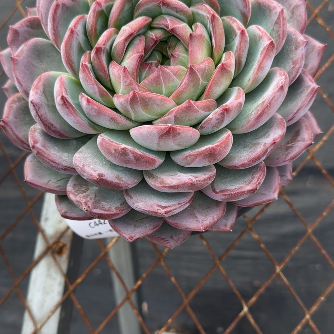 晴****C442母本红鸾     