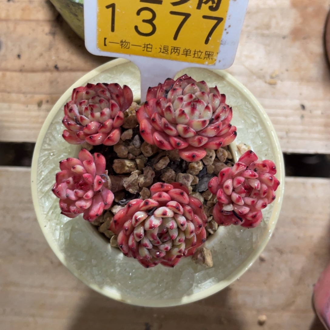 深***圈云尘多肉一物一拍不含盆1377