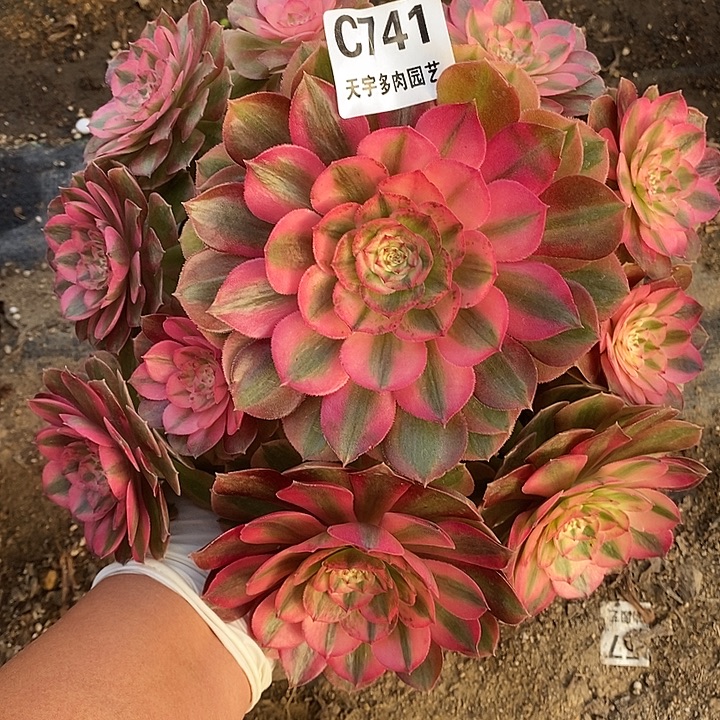 多肉植物火龙果741多肉