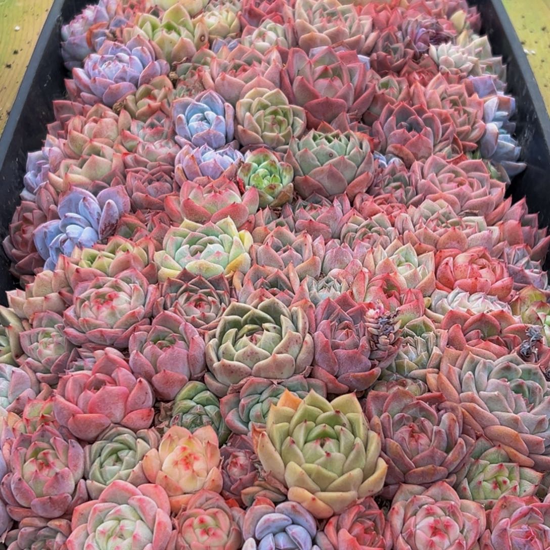 586多肉葡萄的味道真的是很好