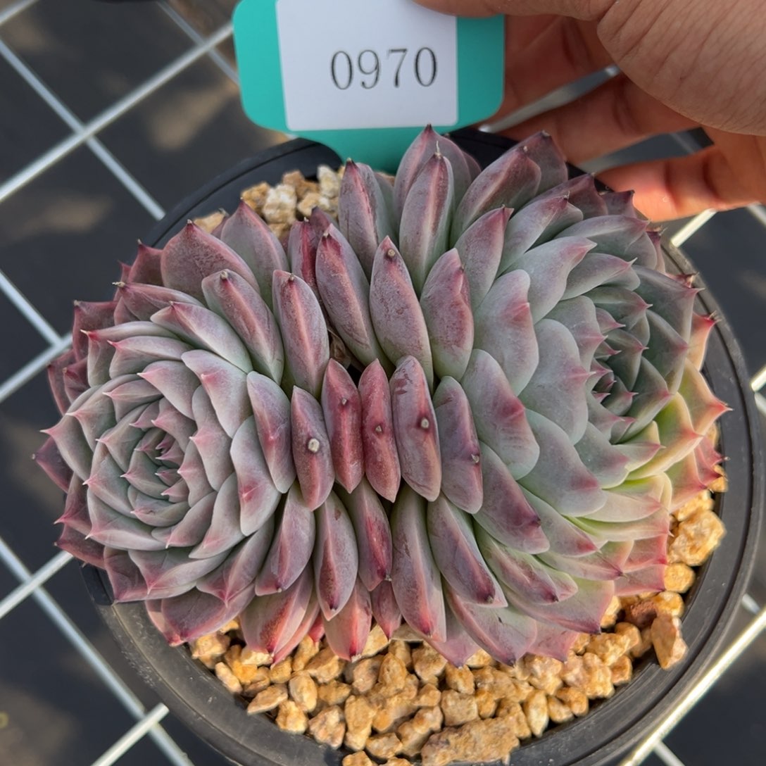 黄*梅0970多肉多的多多多多