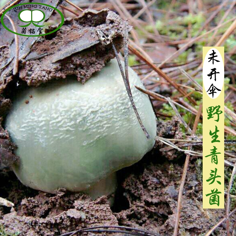 云南新鲜青头菌，青头菇菇未开伞顺丰包邮500g