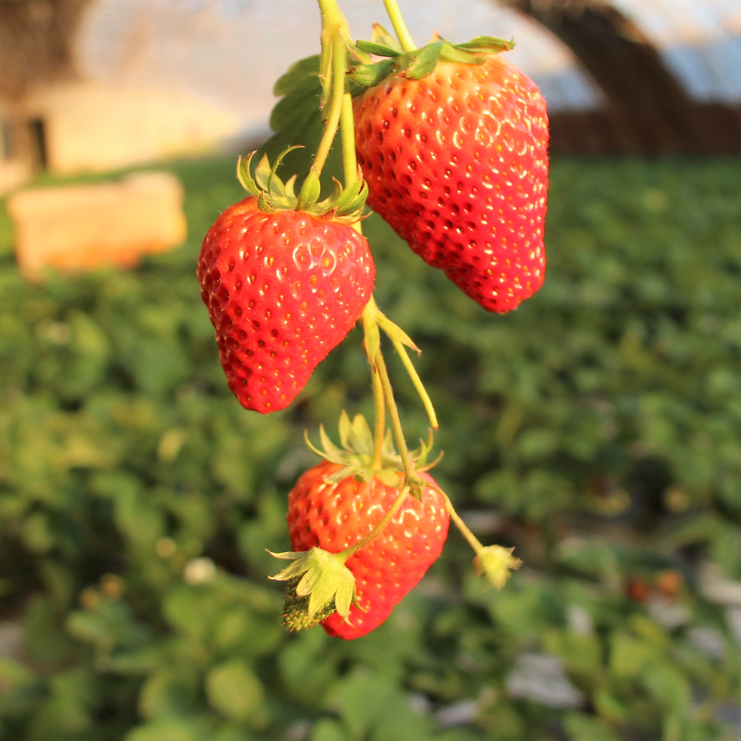 【当季热卖】辽宁丹东99红颜草莓香甜可口