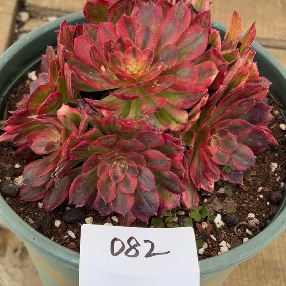 082多肉法师唐三彩一个