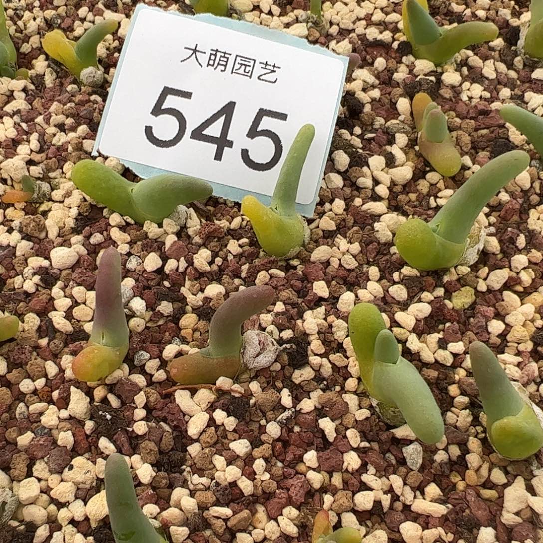 0000545量拍亲指姬1颗
