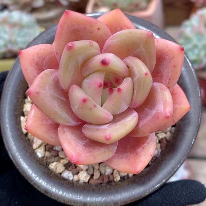 白夜香槟 韩货精品