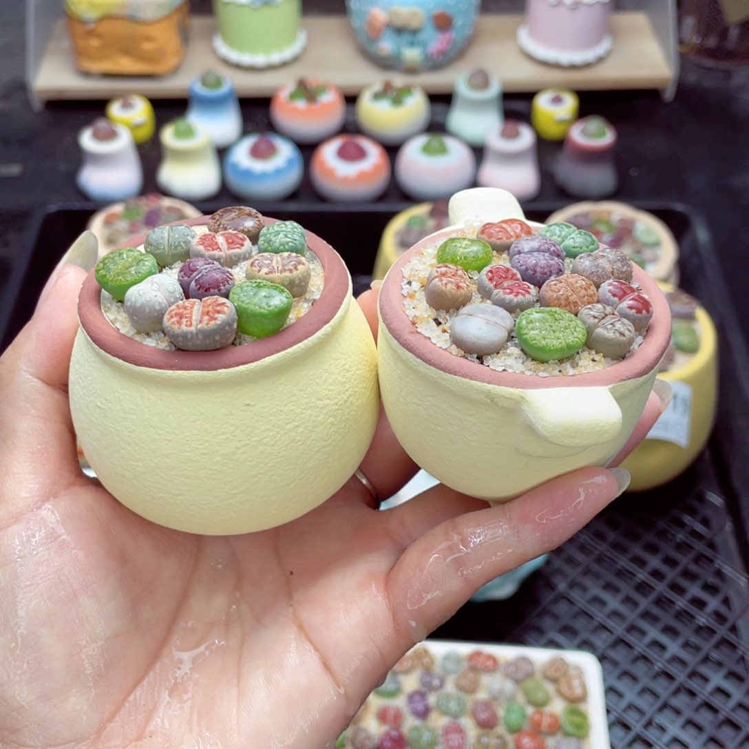 w1629 带盆土发货一物一拍